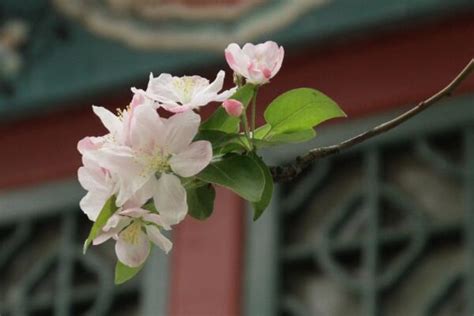 海棠花风水